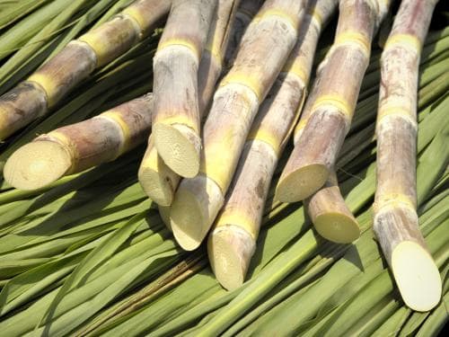 cocktailprikker bamboe teppo skewer 210mm naturel